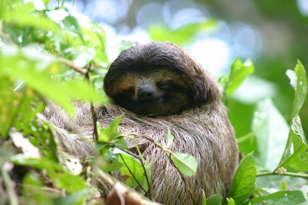 Oasi * Cahuita