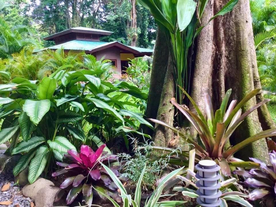 Apartment Oasi Cahuita